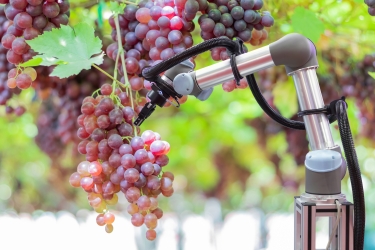 Роботизированная рука, собирающая виноград