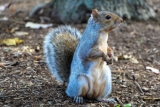 Cyber war? Squirrels are winning, says former black hat