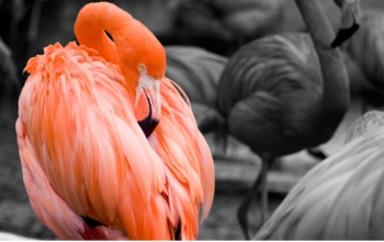 The key to customer retention is a pink bird