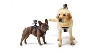 It&#039;s a dog day afternoon for GoPro