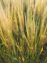 Frost damaged barley in field trials at Loxton.
